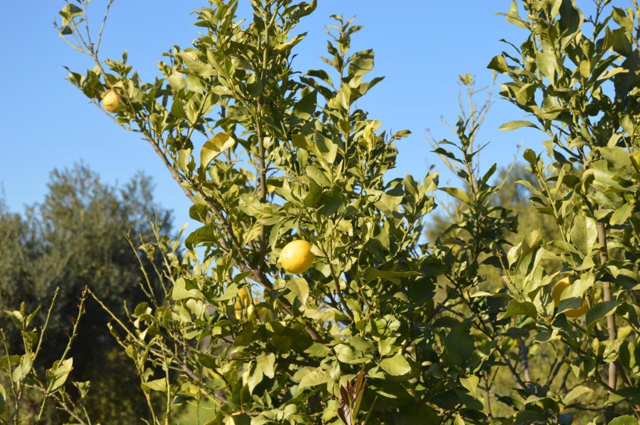 Quinta Das Figueiras Vila Nova de Cacela Eksteriør bilde